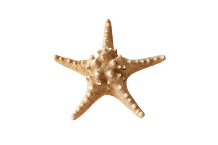 Starfish isolated on a white background