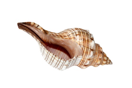 Nautilus Shell isolated on a white backgroundの写真素材