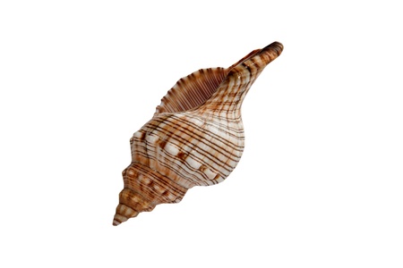 Nautilus Shell isolated on a white backgroundの写真素材