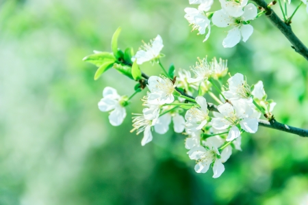 Cherry blossom in the springの写真素材