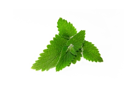 Fresh  peppermint isolated on a white backgroundの写真素材