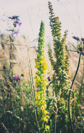 Summer Flowers