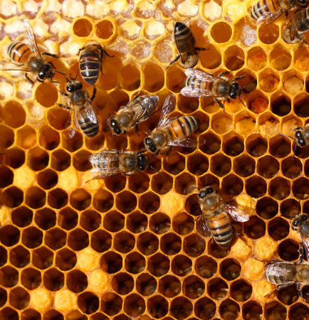 bees inside the hive