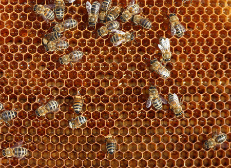 bee
