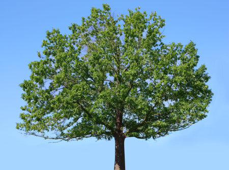 Tree on blue  background