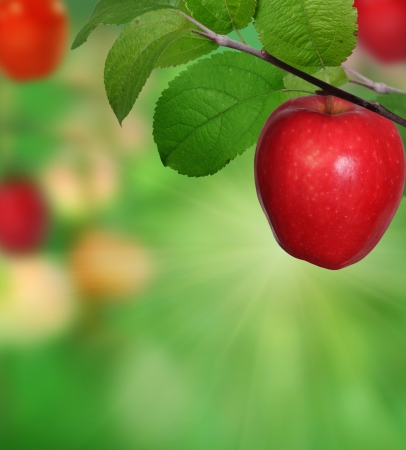 Branch with applesの写真素材