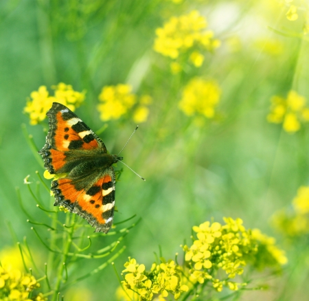butterfly の写真素材