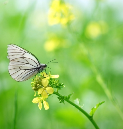 butterflyの写真素材