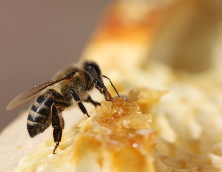 honey comb and a bee workingの写真素材
