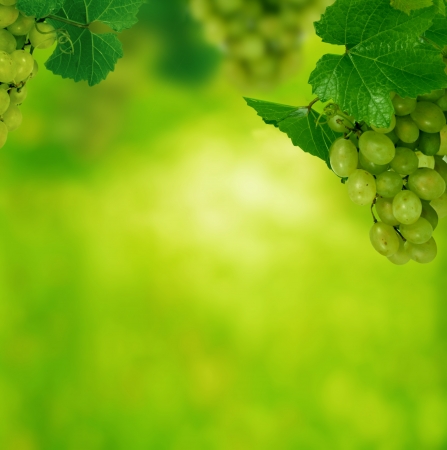 green grapes with leaves の写真素材