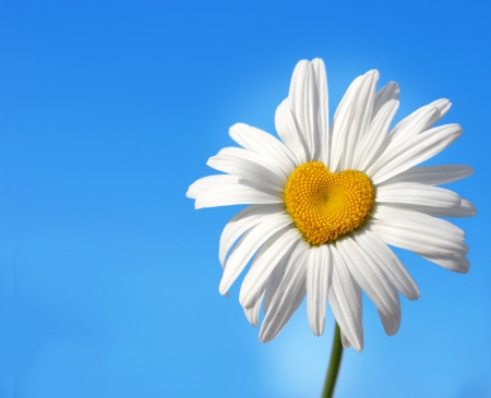 daisy in shape of a heart の写真素材