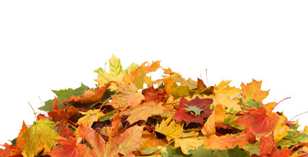 Isolated Autumn Leaves の写真素材