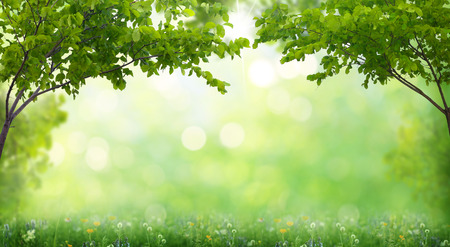 summer background summer background
