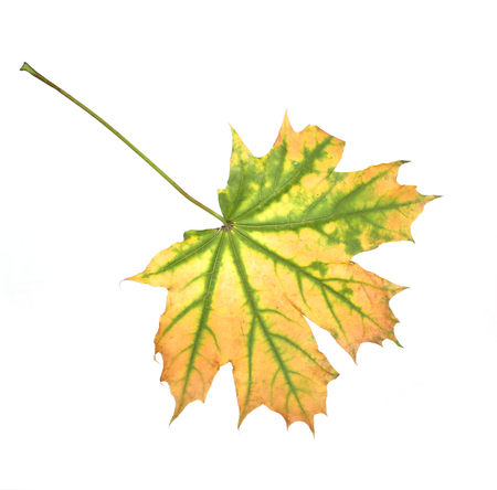 autumn leaf isolated on white backgroundの写真素材