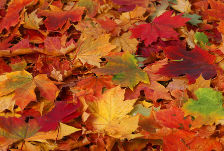 autumn leaves