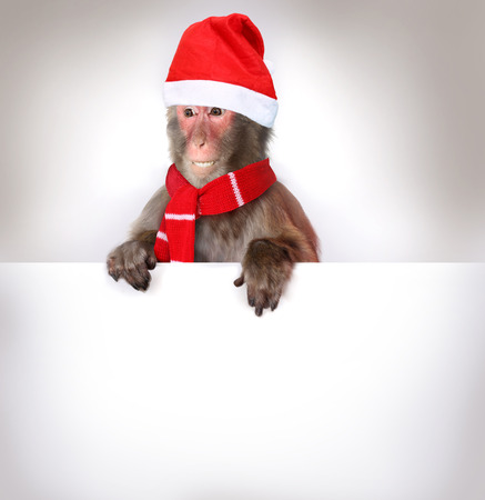 Funny monkey Santa Claus holding blank Christmas bannerの写真素材