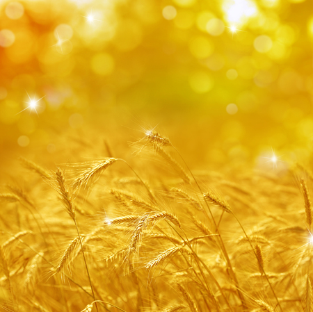 Close up of ripe wheat ears. Beautiful backdrop of ripening ears of golden field. Nature background and  blurred bokeh. Agriculture scene of sun setting over the yellow meadowの写真素材