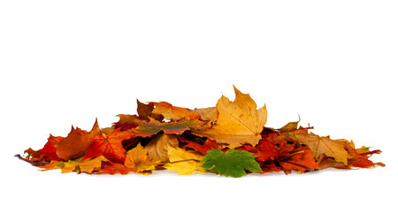 Pile of autumn colored leaves isolated on white background.A heap of different maple dry leaf .Red and colorful foliage colors in the fall seasonの写真素材