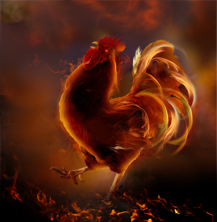 Fire rooster.Symbol of  new year 2017.Chinese zodiac  year of roosterの写真素材