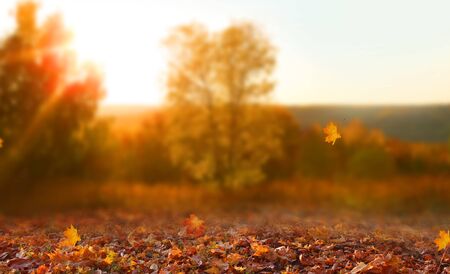 Beautiful autumn landscape with yellow trees,green and sun. Colorful foliage in the park. Falling leaves natural backgroundの写真素材