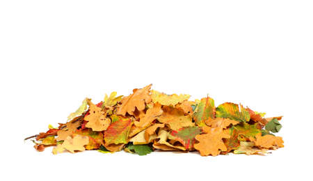 Pile of autumn colored leaves isolated on white background.A heap of different maple dry leaf .Red and colorful foliage colors in the fall seasonの写真素材