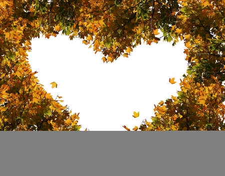 Colorful maple leaves in the shape of a heart.Autumn abstract natural backdrop. Romantic creative idea concept. Branch of autumn leaves isolated on white background. Fall foliage frame.の写真素材