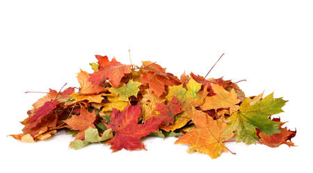 Pile of autumn colored leaves isolated on white background.A heap of different maple dry leaf .Red and colorful foliage colors in the fall seasonの写真素材