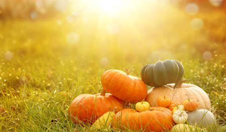 Autumn background with pumpkins on green grass.Harvest or Thanksgiving backgroundの写真素材