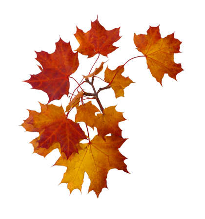 Branch of autumn red maple leaves isolated on white backgroundの写真素材