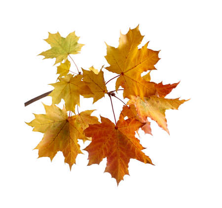 Fall Foliage. Beautiful branch of autumn colorful maple leaves isolated on white background.の写真素材