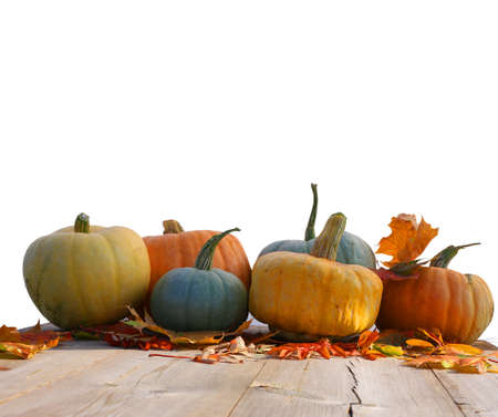 Pumpkins and maple leaves isolated on white background.Harvest or Thanksgiving tableの写真素材