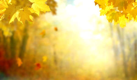 Beautiful autumn landscapeの写真素材