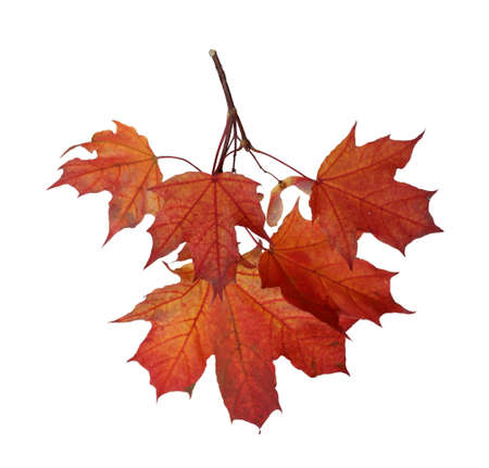 Branch of autumn red maple leaves isolated on white backgroundの写真素材