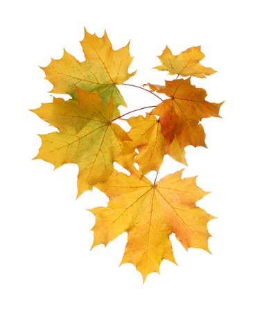 Branch of autumn yellow maple leaves isolated on white backgroundの写真素材