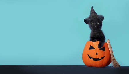 Happy Halloween background. Black little funny kitten sitting in Halloween Jack-O-Laternの写真素材