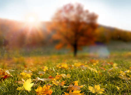 Colorful forest in sunlight. Autumn landscape with yellow trees and sun. Beautiful foliage in the park. Falling leaves natural backgroundの写真素材