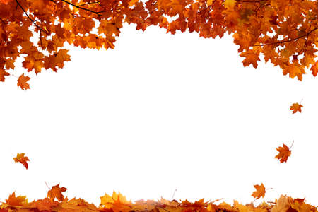 Autumn colored falling maple leaves isolated on white backgroundの写真素材