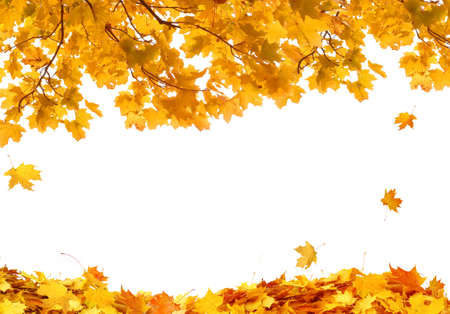 Beautiful yellow foliage. Falling leaves natural background. Autumn fall leaves on white backgroundの写真素材