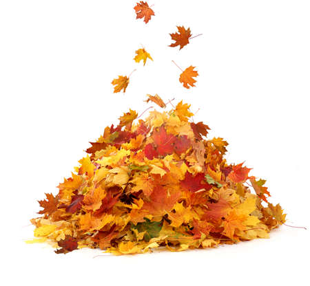 Pile of autumn maple colored leaves isolated on white background.の写真素材