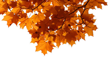 Branch of autumn maple leaves isolated on white backgroundの写真素材