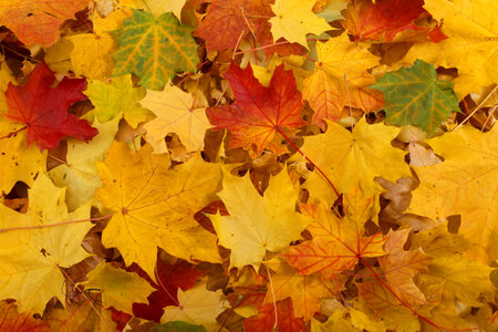 Closeup beautiful colorful fallen leaves on the ground.Texture of yellow, red and orange maple leaves.Autumn natural background.の写真素材