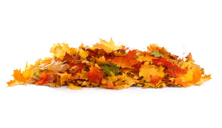 Pile of autumn colored leaves isolated on white background.A heap of different maple dry leaf .Red and colorful foliage colors in the fall seasonの写真素材