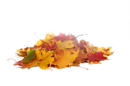 Vibrant fall colors. Pile of autumn colored leaves isolated on white background.A heap of different maple dry leaf .Red, yellow, orange and green foliage in the fall seasonの写真素材