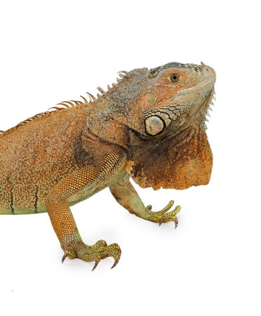 Colorful tropical iguana isolated on white backgroundの写真素材