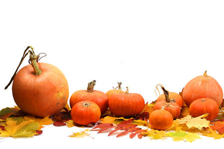Pumpkins and maple leaves isolated on white background.Harvest or Thanksgiving tableの写真素材