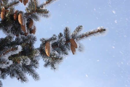 Winter background with fir tree branch and cones. Winter landscape with snowfall.の写真素材