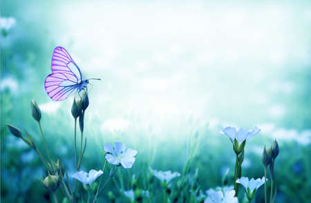 Beautiful butterfly sitting on flower bed. Spring colored nature background.A purple flax flower blooms in a summer meadow.Springtime blossom scene.の写真素材
