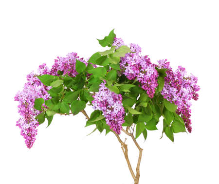 Purple lilac blooming branch. Spring flowers isolated on white backgroundの写真素材