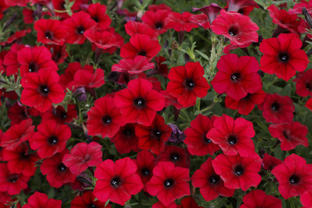 Pink petunia flowers. background texture.の写真素材