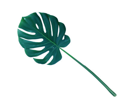 Monstera green leaf isolated on white background.Tropical jungle foliageの写真素材